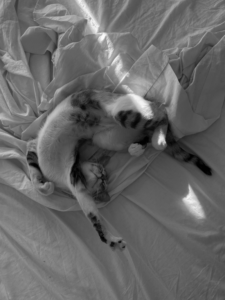 Gata desperezandose
